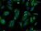 KAT8 Regulatory NSL Complex Subunit 1 Like antibody, 24183-1-AP, Proteintech Group, Immunofluorescence image 