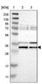 RNA Binding Motif Protein 7 antibody, PA5-53104, Invitrogen Antibodies, Western Blot image 