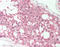TOPAZ1 antibody, LS-B12055, Lifespan Biosciences, Immunohistochemistry frozen image 