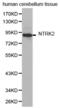 Neurotrophic Receptor Tyrosine Kinase 2 antibody, abx001711, Abbexa, Western Blot image 