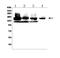 Lysine Demethylase 6B antibody, A01309-1, Boster Biological Technology, Western Blot image 