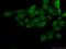 Sirtuin 1 antibody, 13161-1-AP, Proteintech Group, Immunofluorescence image 