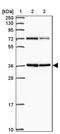 Apolipoprotein L Domain Containing 1 antibody, PA5-62616, Invitrogen Antibodies, Western Blot image 