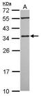 PDZ And LIM Domain 4 antibody, GTX118281, GeneTex, Western Blot image 