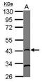 RAD51 Recombinase antibody, MA1-23330, Invitrogen Antibodies, Western Blot image 