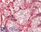 Ring Finger Protein 138 antibody, LS-B13604, Lifespan Biosciences, Immunohistochemistry paraffin image 