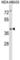 Interleukin 1 Receptor Associated Kinase 4 antibody, abx027831, Abbexa, Western Blot image 