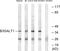 Beta-1,3-Galactosyltransferase 1 antibody, PA5-39053, Invitrogen Antibodies, Western Blot image 