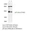 Neutrophil Cytosolic Factor 1 antibody, LS-C177441, Lifespan Biosciences, Western Blot image 