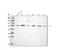 Cyclin A1 antibody, PB9485, Boster Biological Technology, Western Blot image 