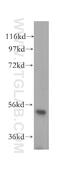 TRNA Methyltransferase 11 Homolog antibody, 17555-1-AP, Proteintech Group, Western Blot image 
