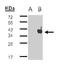 Basigin (Ok Blood Group) antibody, PA5-27296, Invitrogen Antibodies, Western Blot image 