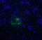 T Cell Immunoreceptor With Ig And ITIM Domains antibody, SD8830, ProSci, Immunofluorescence image 