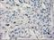 p53 antibody, LS-C797423, Lifespan Biosciences, Immunohistochemistry frozen image 