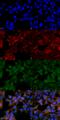Malondialdehyde antibody, SMC-514D-STR, StressMarq, Immunocytochemistry image 