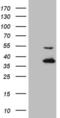 Napsin A Aspartic Peptidase antibody, MA5-27023, Invitrogen Antibodies, Western Blot image 