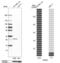 RAB32, Member RAS Oncogene Family antibody, PA5-55249, Invitrogen Antibodies, Western Blot image 