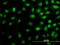 Mediator Complex Subunit 16 antibody, MA5-20890, Invitrogen Antibodies, Immunofluorescence image 