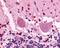 G Protein-Coupled Receptor 3 antibody, 48-108, ProSci, Immunohistochemistry frozen image 