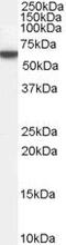 Perilipin 1 antibody, PA5-18693, Invitrogen Antibodies, Western Blot image 