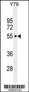 Coiled-Coil Domain Containing 97 antibody, 55-802, ProSci, Western Blot image 