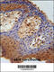 Dehydrogenase/Reductase 2 antibody, 61-889, ProSci, Immunohistochemistry paraffin image 