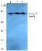 Synapsin I antibody, A03794S62, Boster Biological Technology, Western Blot image 