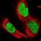 G-Patch Domain Containing 11 antibody, HPA038232, Atlas Antibodies, Immunofluorescence image 