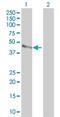 Parvin Beta antibody, H00029780-M01, Novus Biologicals, Western Blot image 