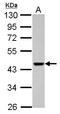 Actin Related Protein T1 antibody, LS-C155623, Lifespan Biosciences, Western Blot image 