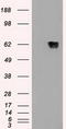 GAD1 antibody, TA500330, Origene, Western Blot image 