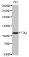 Protein Tyrosine Kinase 2 antibody, abx000528, Abbexa, Western Blot image 