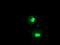 FXN Frataxin FRDA X25 antibody, TA504334, Origene, Immunofluorescence image 