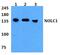 Nucleolar And Coiled-Body Phosphoprotein 1 antibody, PA5-37000, Invitrogen Antibodies, Western Blot image 