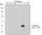 Syntaxin 7 antibody, AF5478, R&D Systems, Western Blot image 