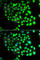 Transcription Elongation Factor A Like 8 antibody, A7845, ABclonal Technology, Immunofluorescence image 