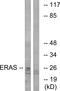 ES Cell Expressed Ras antibody, A30709, Boster Biological Technology, Western Blot image 