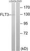 Fms Related Tyrosine Kinase 3 antibody, LS-C117647, Lifespan Biosciences, Western Blot image 