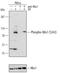 Nibrin antibody, AF4944, R&D Systems, Western Blot image 