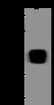 TRNA Methyltransferase 1 Like antibody, 206049-T40, Sino Biological, Western Blot image 