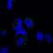 Galectin 3 antibody, NB300-538G, Novus Biologicals, Immunofluorescence image 