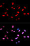 RB Transcriptional Corepressor 1 antibody, abx000161, Abbexa, Western Blot image 