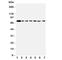 Hevin antibody, R31200, NSJ Bioreagents, Western Blot image 