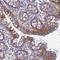 Fer3 Like BHLH Transcription Factor antibody, HPA043494, Atlas Antibodies, Immunohistochemistry frozen image 