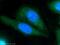 TNF Alpha Induced Protein 8 Like 2 antibody, 15940-1-AP, Proteintech Group, Immunofluorescence image 