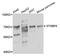 Syntaxin Binding Protein 4 antibody, 23-490, ProSci, Western Blot image 