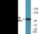 Nuclear Factor Kappa B Subunit 1 antibody, EKC2474, Boster Biological Technology, Western Blot image 