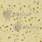 RNA Binding Fox-1 Homolog 3 antibody, A0951, ABclonal Technology, Immunohistochemistry paraffin image 