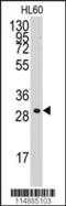 Cyclin C antibody, 63-226, ProSci, Western Blot image 