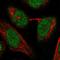 RNA Polymerase III Subunit C antibody, HPA027508, Atlas Antibodies, Immunofluorescence image 